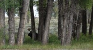 Moose_9-11-13-GrosVentre