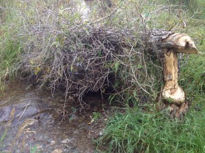 EverythingOnPhone-to-09-23-13 379