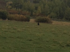 EverythingOnPhone-to-09-23-13 410