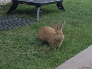 EverythingOnPhone-to-09-23-13 418