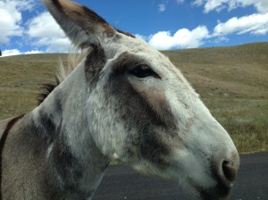 EverythingOnPhone-to-09-23-13 424