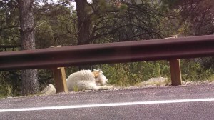 LonghornSheepAtRushmore