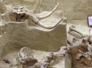 MammothSkullTusks