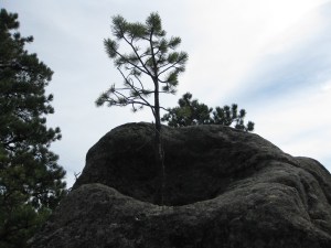 TreeGrowinInRock