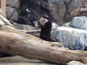 BirdAtAKSeaLifeCenter