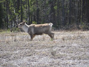 Caribou2