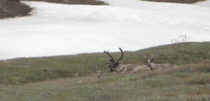 CaribouFamilyPortrait