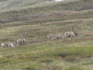 CaribouHerdDenali