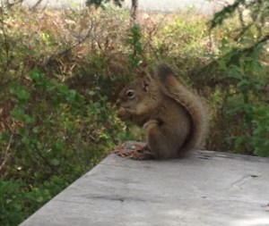 Greeter At Denali Visitor Center