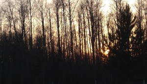 Taken at 9:20pm - still have about another hour of light.