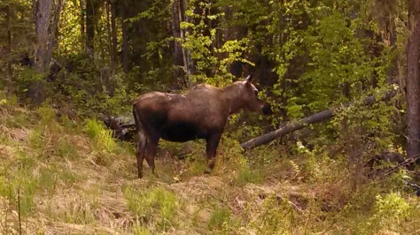 Moose between Tok and Fairbanks