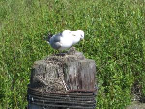 MomDadAndFluffballShipCreekAnchorage