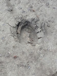 Moose Tracks by camp in Teklanika/Denali