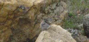 A tiny Pika