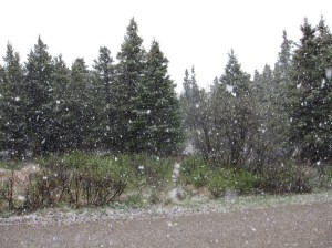 SnowAtSavageRiverDenali