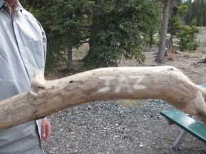Found this at our campsite Kluane Lake, YT :)