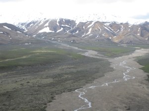 Along Denali bus ride