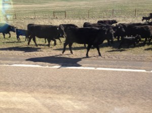 CattleDrive