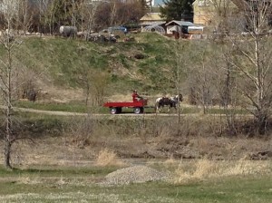 HorseCarriageCardston